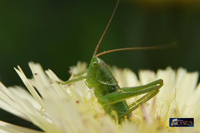cavalletta su urospermum.JPG